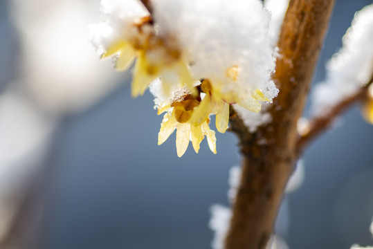 冰雪梅花