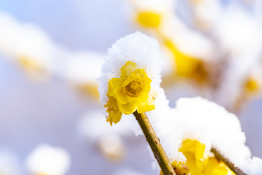 冰雪梅花