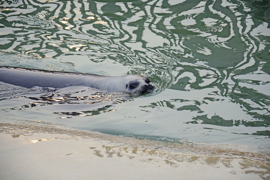 海豹