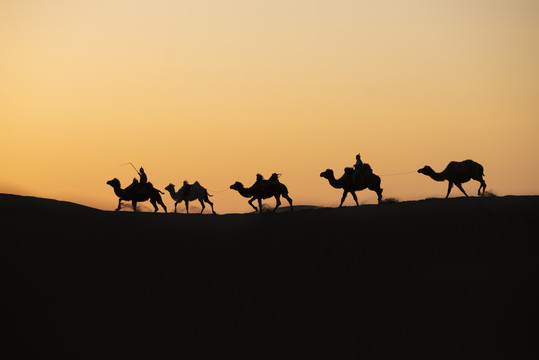 沙漠骆驼日出