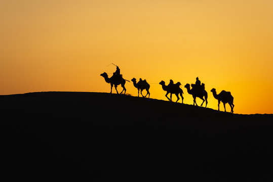 沙漠骆驼日出