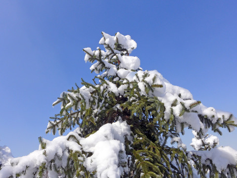 雪松