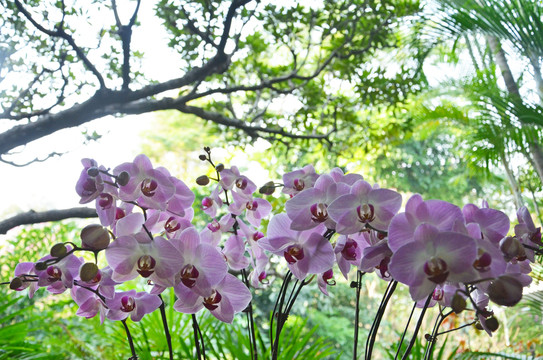 兰花栽培