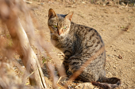 家养猫