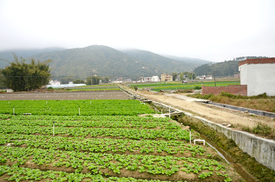 蔬菜种植