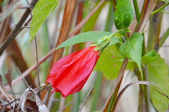 红色悬铃花