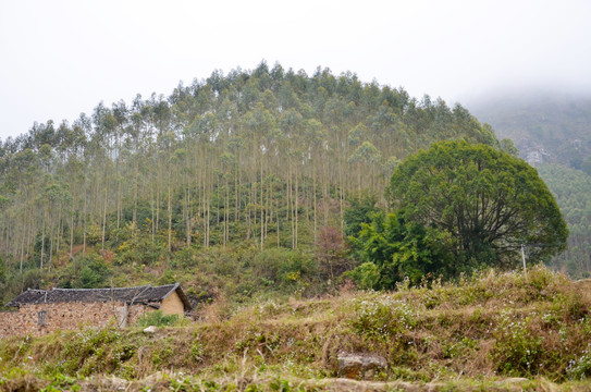 荒山树林