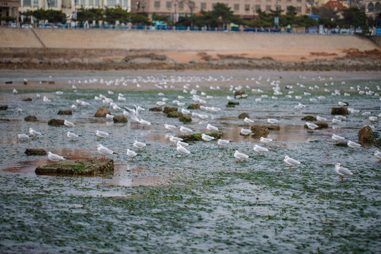 海鸥