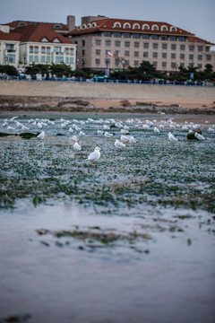 青岛海边海鸥