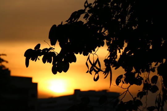 夕阳余晖