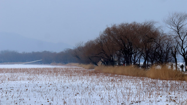 池塘雪景