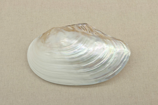珍珠光泽的贝壳