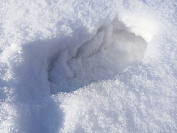 雪地脚印