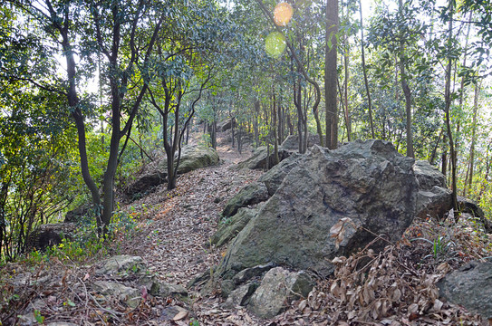 山石树林