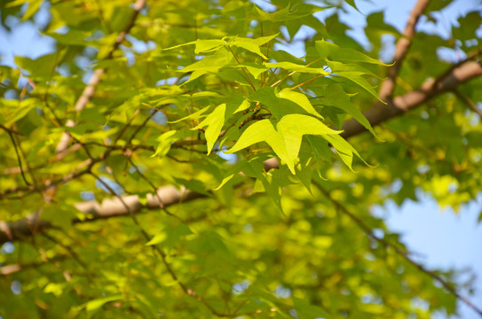 枫香树