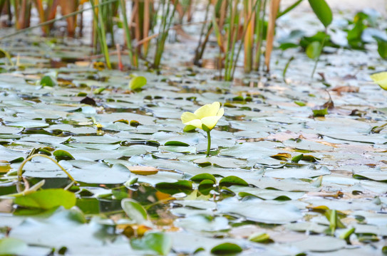 荔湾湖