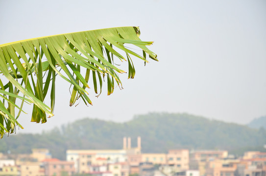 番禺沙湾