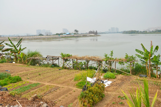 河边菜地