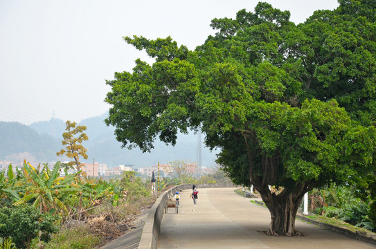 乡村道路榕树