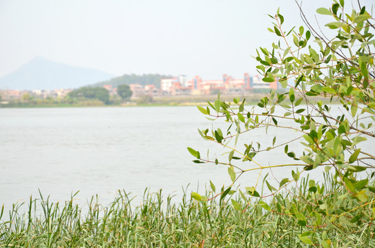 河边水草