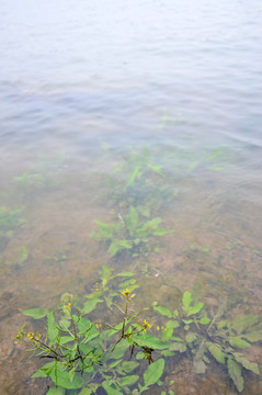 河边野草