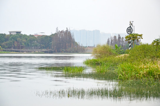 青青河边草