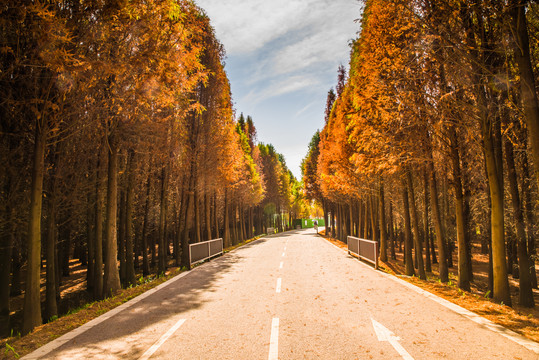 水杉公路