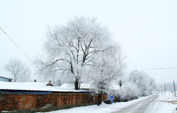 雪景