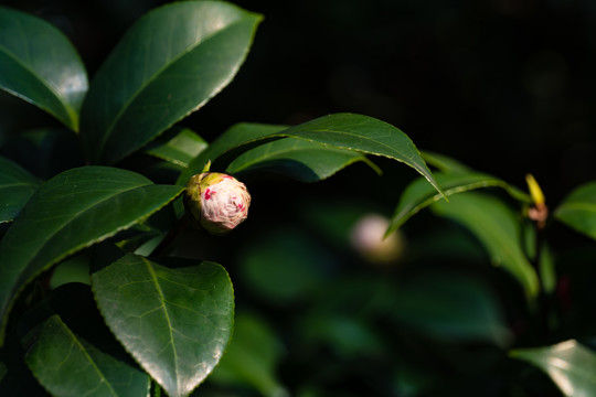 山茶花