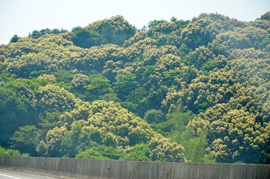 板栗树开花