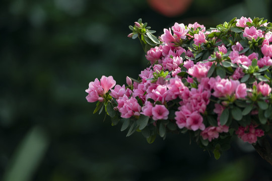 一枝蜡皮杜鹃