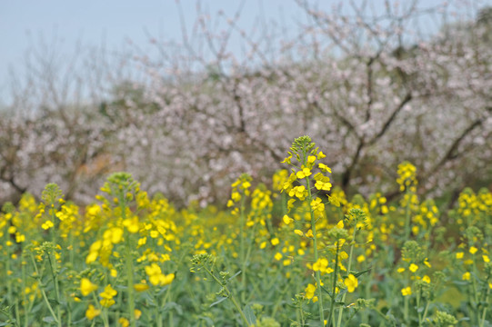 油菜花开