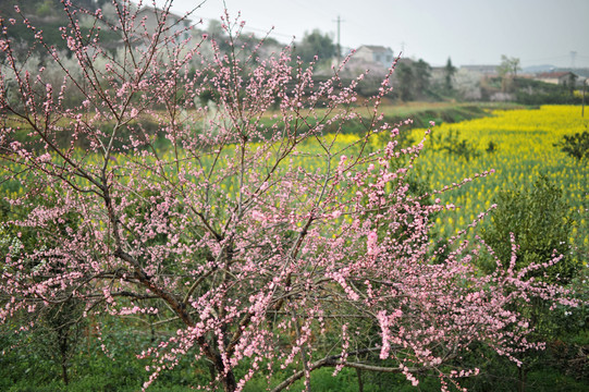 油菜花开