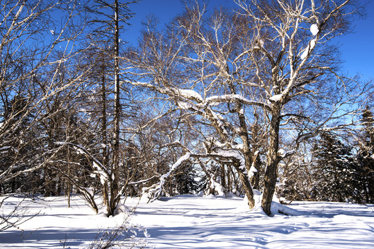 雪地雪景树林