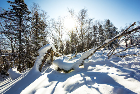 雪景