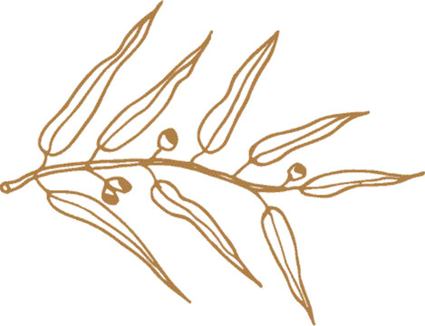 植物矢量線描之桉樹