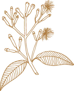 植物矢量線描之丁香