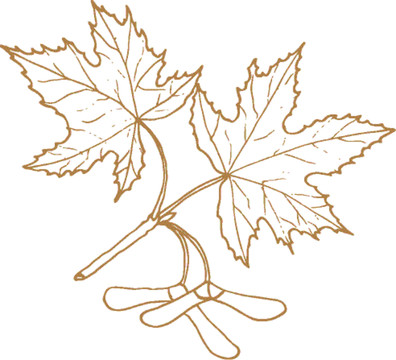 植物矢量線描之楓樹