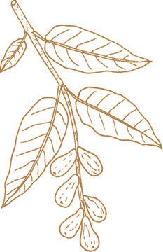 植物矢量线描之诃梨勒