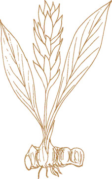 植物矢量线描之姜黄