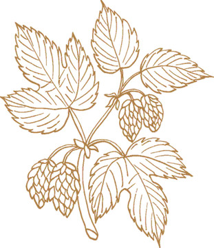 植物矢量線描之啤酒花
