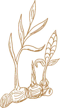 植物矢量線描之生姜