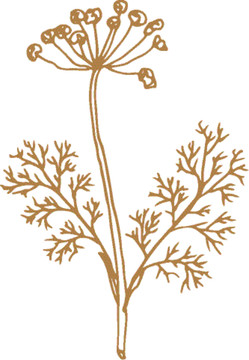 植物矢量線描之蒔蘿