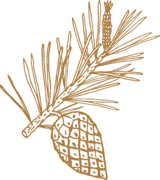 植物矢量線描之松針