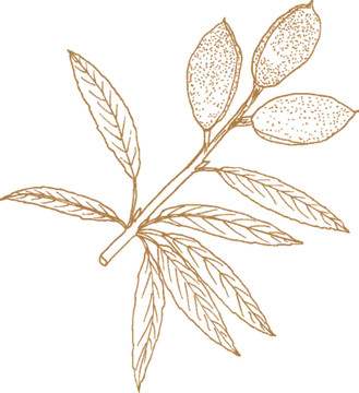 植物矢量線描之杏