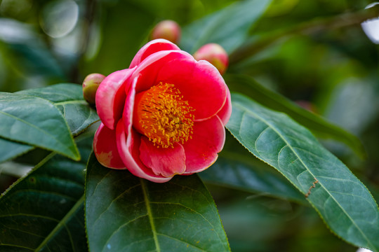 越南山茶花