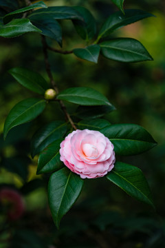 山茶花