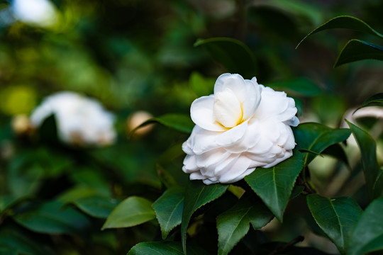 山茶花