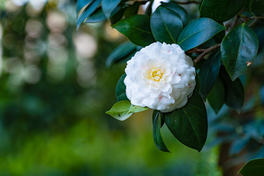 白色山茶花