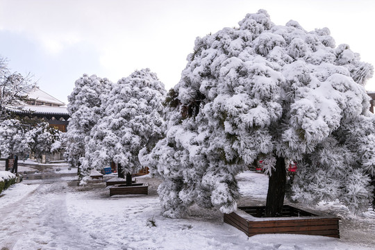 雪松